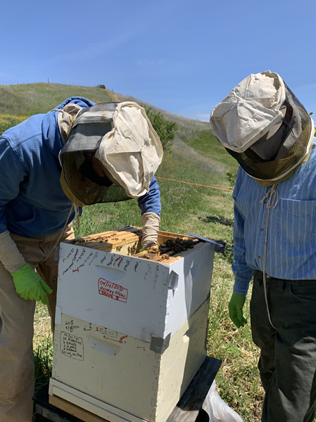Bill and Dan work with a hive
