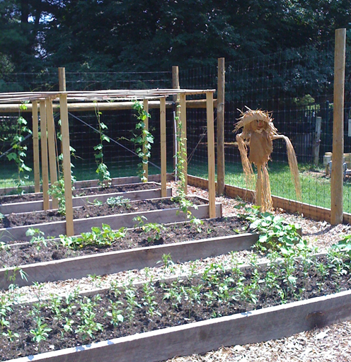 The DC Ashram vegetable garden in early summer