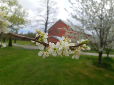 Apple blossoms at Amma's ashram in Georgetown, Canada