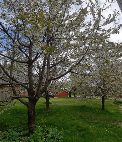 Trees in bloom at Amma's ashram in Georgetown, Canada