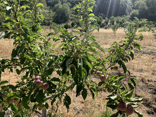 Apple tree at GreenFriends Farm