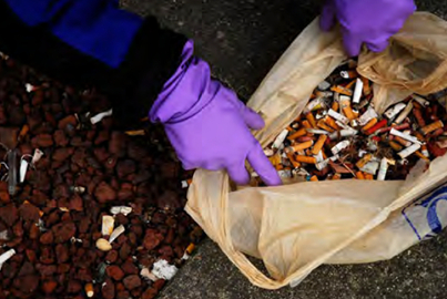 Cigarette butts collected from a Pacific NorthWest "Kick Butts Day"