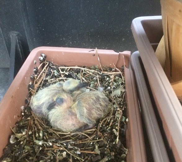 Just hatched pigeons