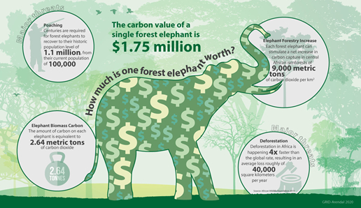 The carbon value of a forest elephant