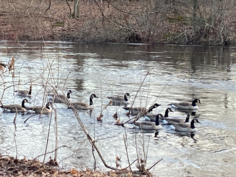Canadian Geese on the river