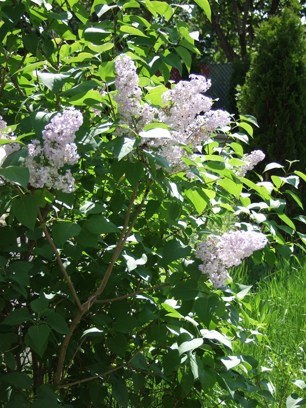 Late Spring Lilacs