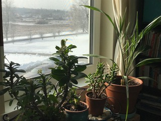Plants by the window