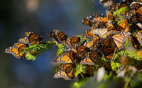 Monarch butterfiles
