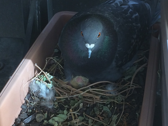 Mama pigeon sits on her bab