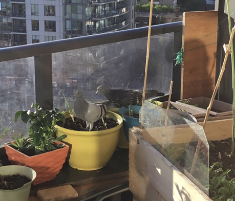 Two grown babies enjoying their newfound ability to get into the highest garden pots