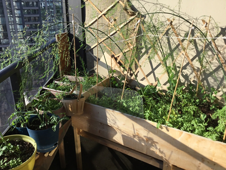 The balcony garden, in mid-summer bloom