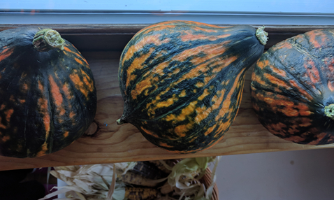 Winter squash from the garden