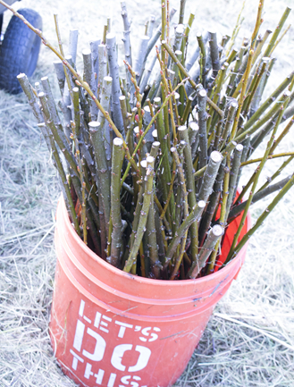 Willow stakes taken from the yard of a volunteer