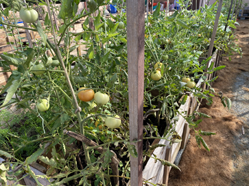 Amritaculture raised bed with tomatoes