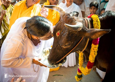Amma feeding and kissing a cow