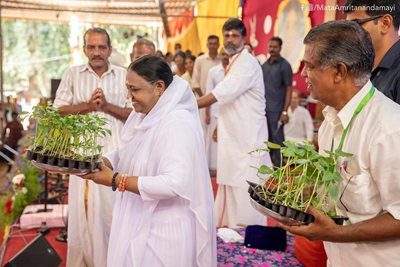 Amma blessing tulsi plants