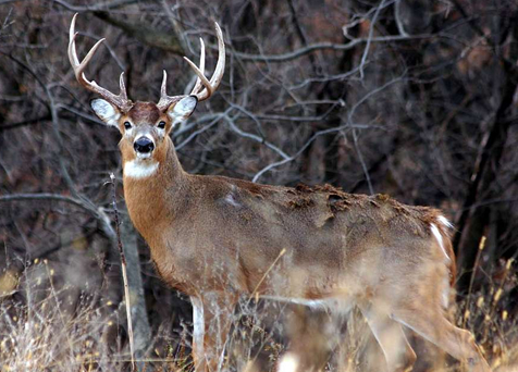 White tailed buck - National Parks Gallery