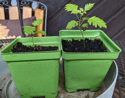 Adopted seedlings
