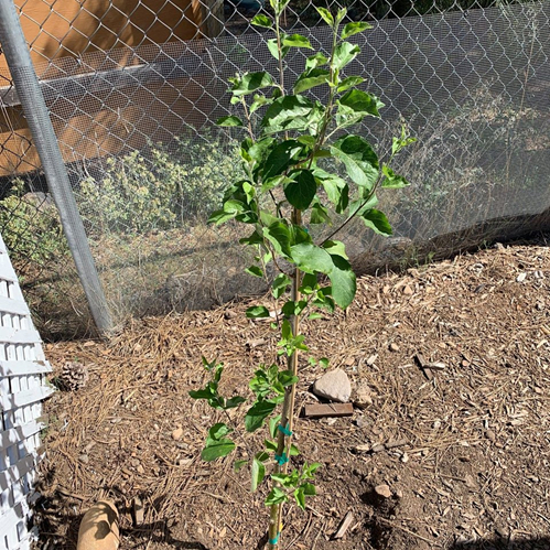 Amma's apple tree