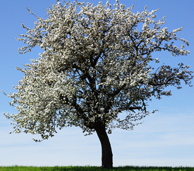 Apple tree