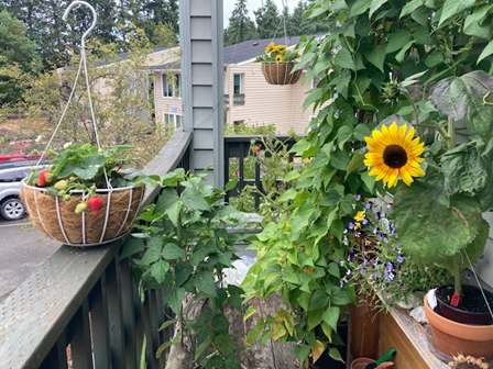 Flowers on a balcony