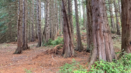 Cedar Trees