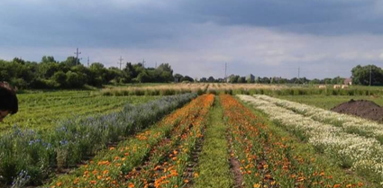 MA Center Chicago farm