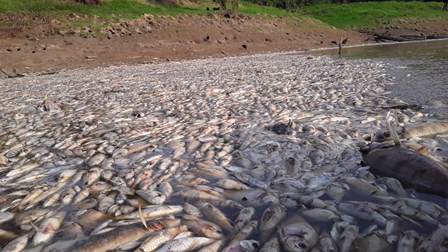 Dead fish in the Amazom