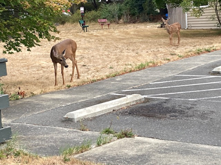 Deer by parking lot