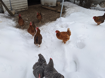 Hens in the winter