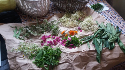 Drying some of the many healing plants