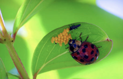 Ladybug laying eggs with nymph