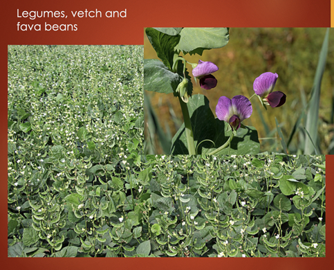 Legumes, vetch and fava beans
