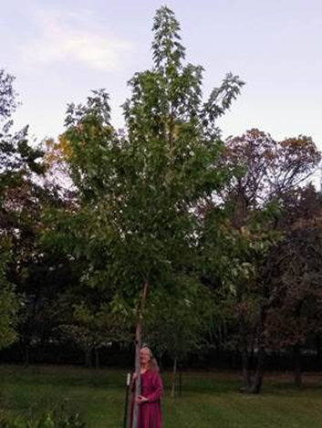 Fast growing maple tree