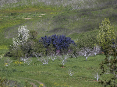 A section of the orchard in early spring