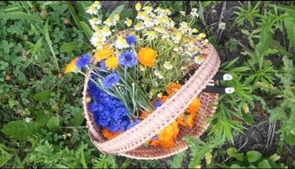 Picked flowers for drying