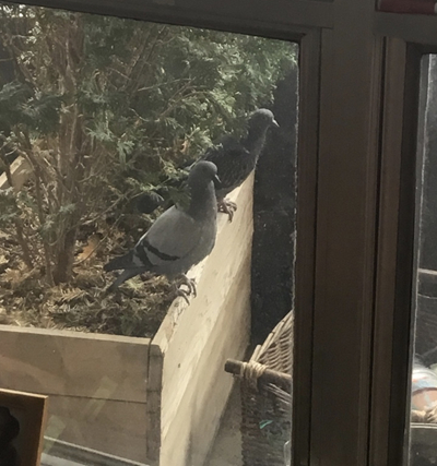 Pigeons outside