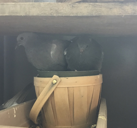Pigeon siblings snuggled up in a too-small pot
