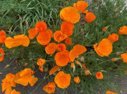 Oriental poppies