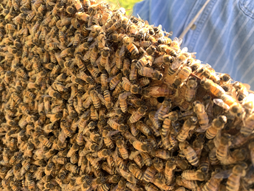 Bees swarm arround the queen