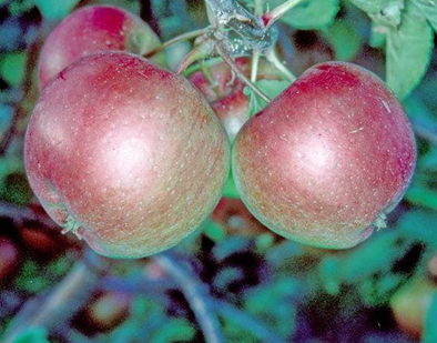 Red Rome apples