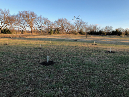 Redbuds in Oklahoma