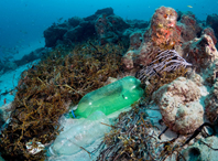 Plastic Pollution Is Killing Coral Reefs