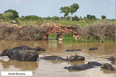 As water becomes available for livestock, their productivity increases