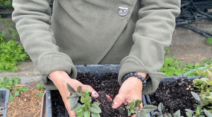 Gently separate seedlings before transplanting