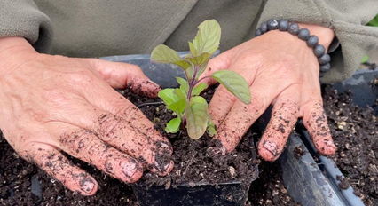 Transplanting into individual pots