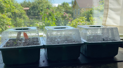 Trays with mini ‘greenhouse’ lids