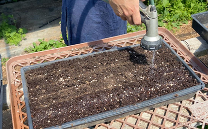 Watering tulasi seeds