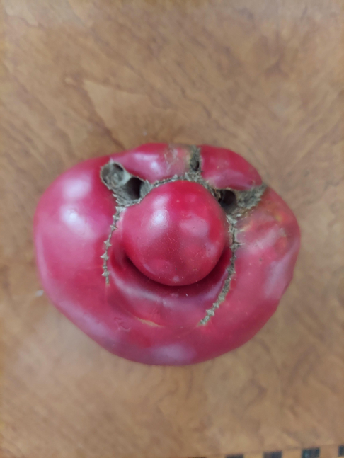 "WC Fields" tomato